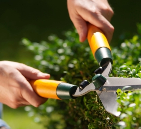 L'élagage d'arbres : une intervention technique et sécurisée